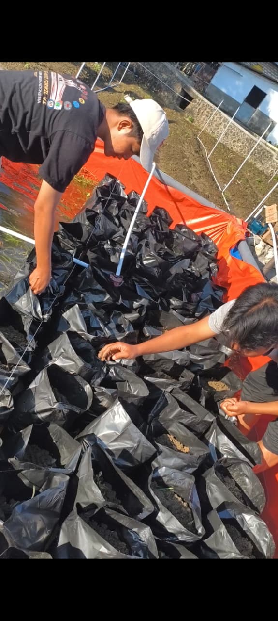 Pengisian media tanam ke dalam polybag